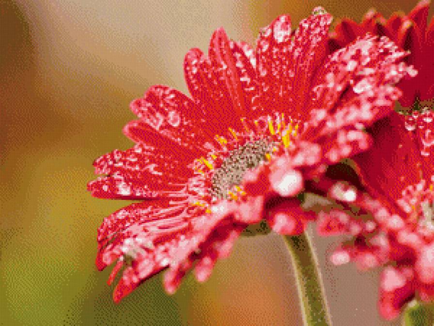 герберы - красота, цветы - предпросмотр