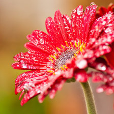 Схема вышивки «герберы»