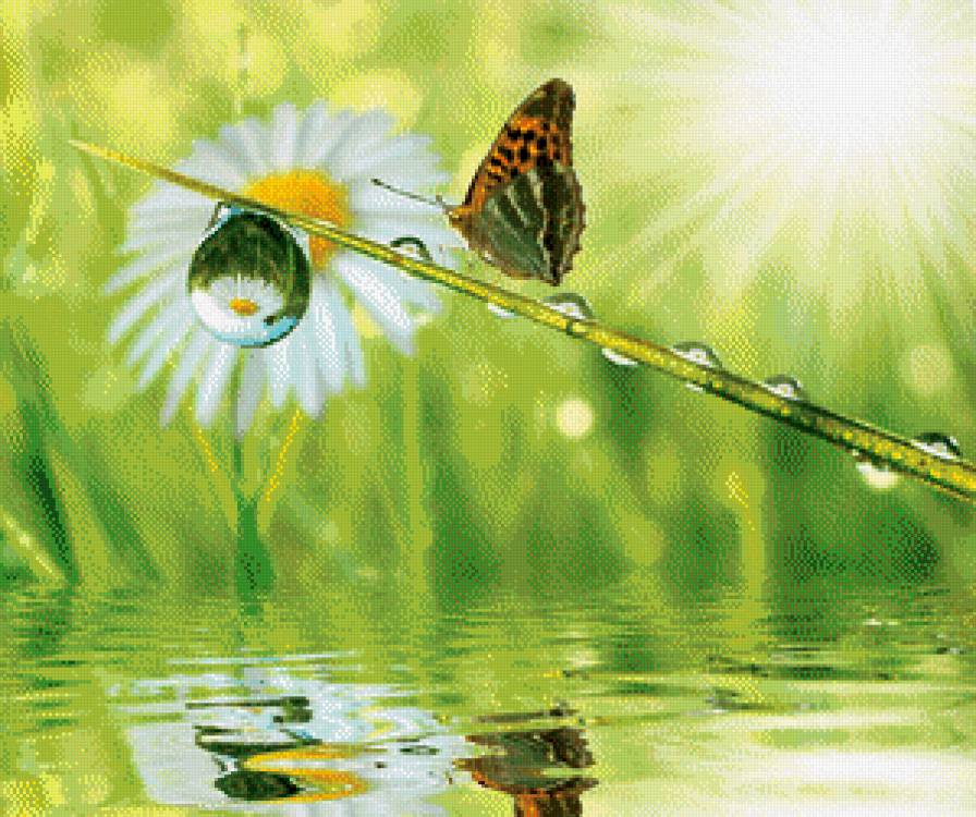 бабочка - ромашка, вода, пейзаж, природа, капля - предпросмотр