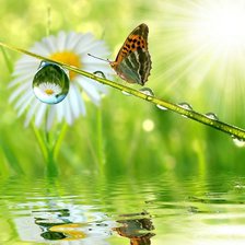 Схема вышивки «бабочка»