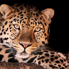 Схема вышивки «леопард»