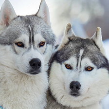 Схема вышивки «волк»