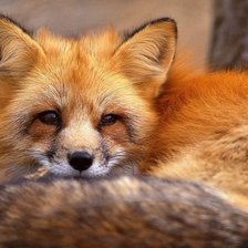 Схема вышивки «лиса»