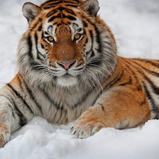 Схема вышивки «тигр»