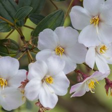 Схема вышивки «яблоневый цвет»
