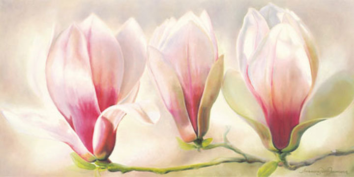магнолия - магнолия, цветы - оригинал