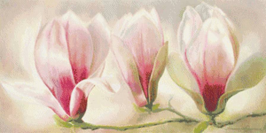 магнолия - магнолия, цветы - предпросмотр