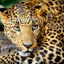 Схема вышивки «леопард»