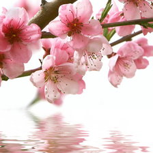 Схема вышивки «цветы»