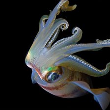 Схема вышивки «подводный мир»