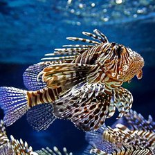 Схема вышивки «под.мир 16»