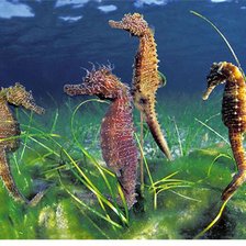 Схема вышивки «рыба4»