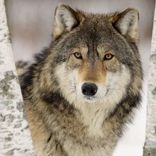 Схема вышивки «волк»