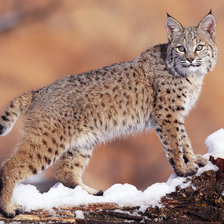 Схема вышивки «природа»