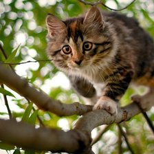 Схема вышивки «котик»