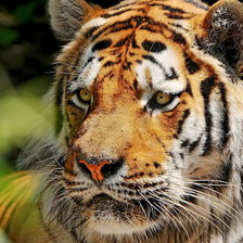 Схема вышивки «тигр»