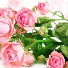 Схема вышивки «розы»