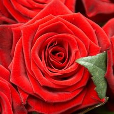 Схема вышивки «цветы»