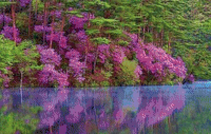 багульник - предпросмотр