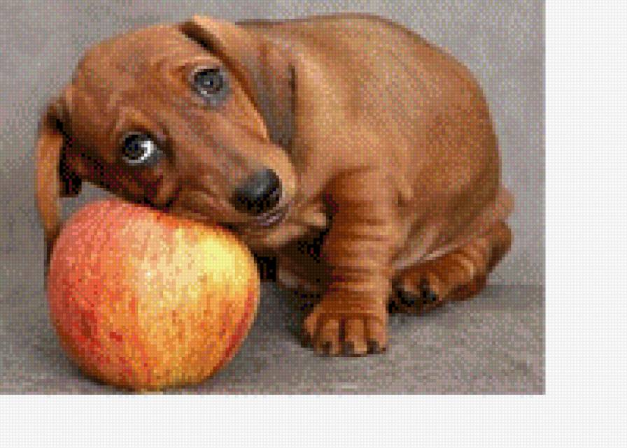 такса - предпросмотр