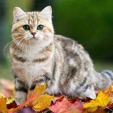 Схема вышивки «Котик»