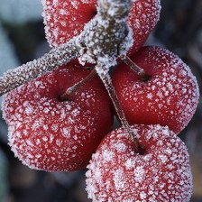 Схема вышивки «Яблоки»