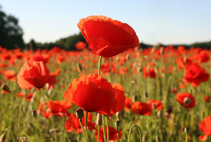 маки - оригинал