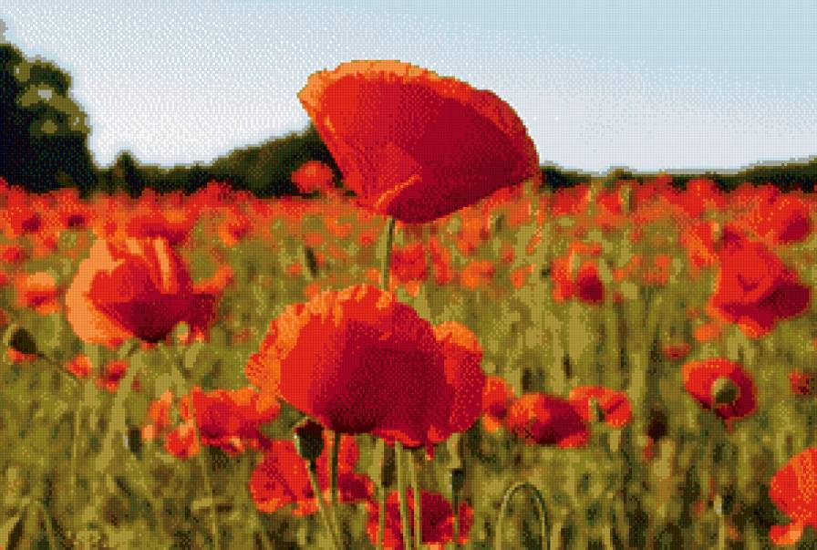 маки - предпросмотр