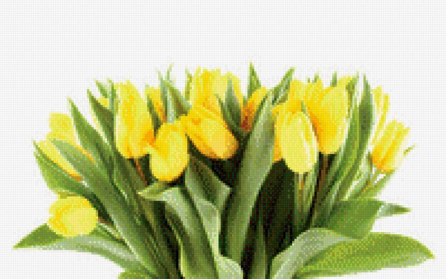 тюльпаны - предпросмотр