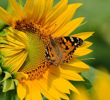 Схема вышивки «бабочка на подсолнухе»