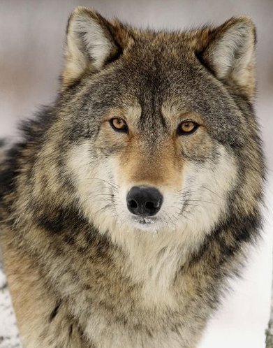 Взгляд волка. - волки, животные - оригинал