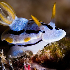 Схема вышивки «под.мир 16»