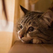 Схема вышивки «котейка)»