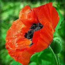 Схема вышивки «Красивый мак.»