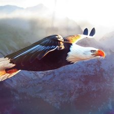 Схема вышивки «орел»