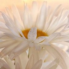 Схема вышивки «Ромашка садовая.»