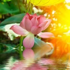 Схема вышивки «Лотос»