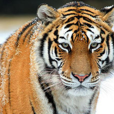 Схема вышивки «уссурийский тигр»