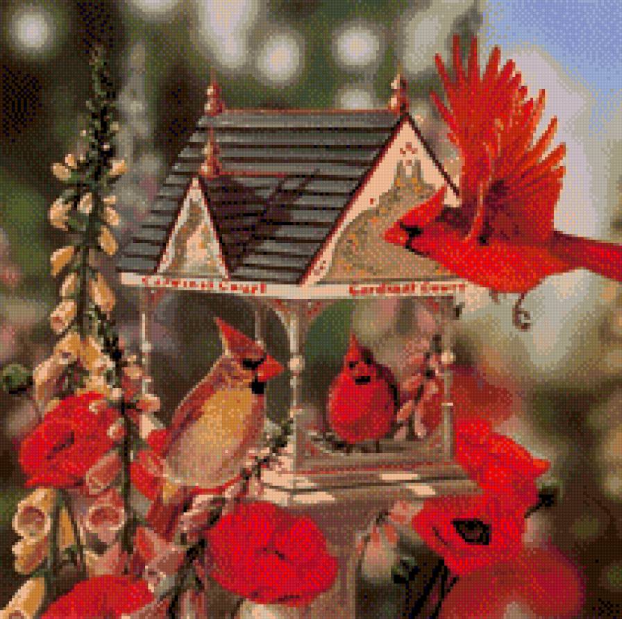 красивые птички - красивый, птички, красный - предпросмотр