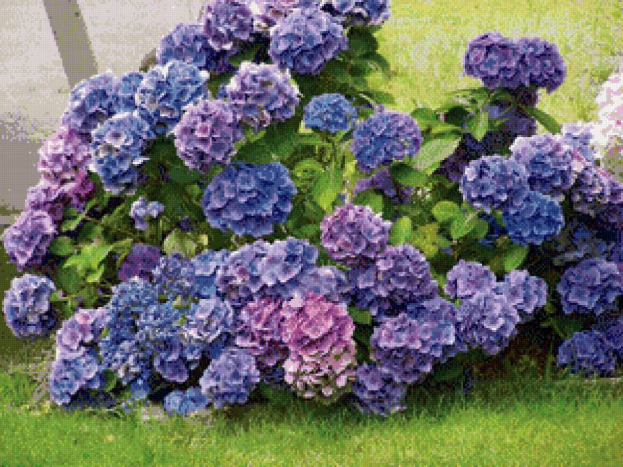 №518476 - цветы, гортензия - предпросмотр