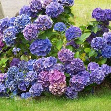 Схема вышивки «№518476»