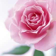 Схема вышивки «роза»