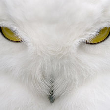 Схема вышивки «белая сова»