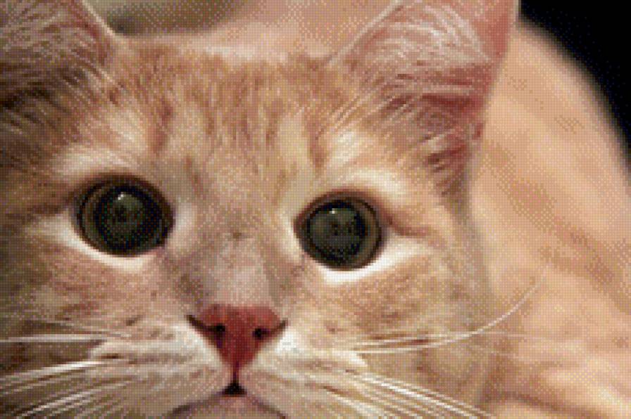 Котя - животные, кот - предпросмотр