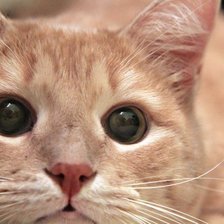 Схема вышивки «Котя»