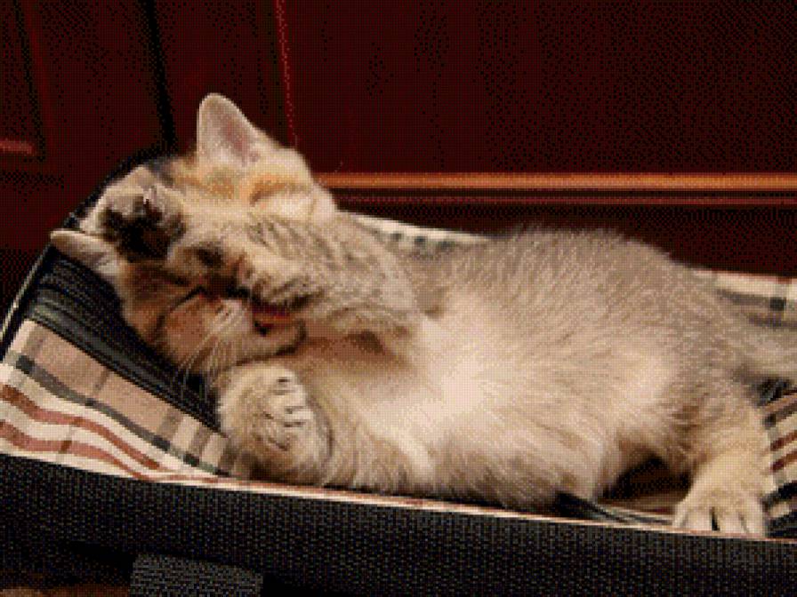 котик - котенок, лизун, котик, сон - предпросмотр