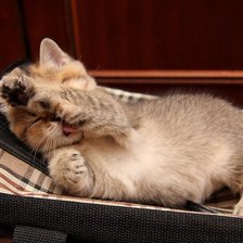 Схема вышивки «котик»