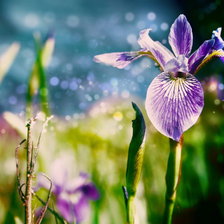 Схема вышивки «ирис»