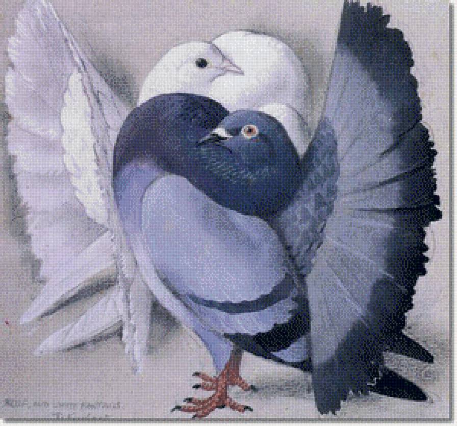 Голуби - голуби, птицы - предпросмотр