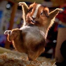 Схема вышивки «морская свинка»